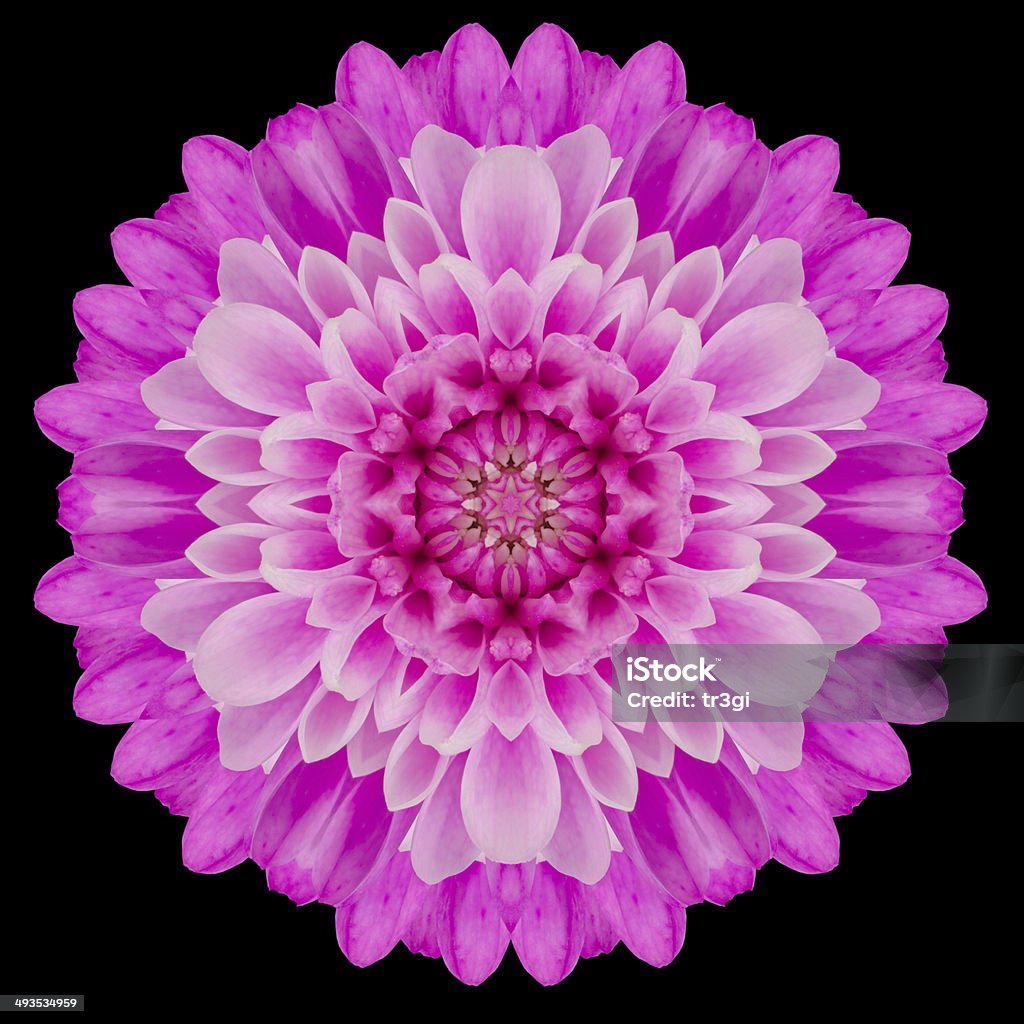 Pink Mandala Flower Kaleidoscope Isolated on Black Pink Mandala of Chrysanthemum Flower. Kaleidoscopic design Isolated on Black Background Black Background Stock Photo