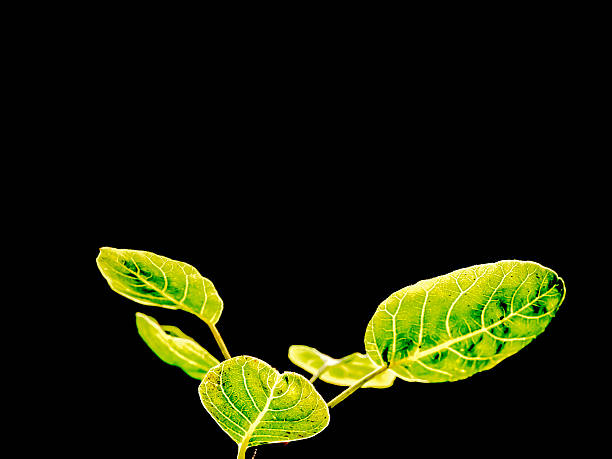 istock green leaves grow in black background 493535408