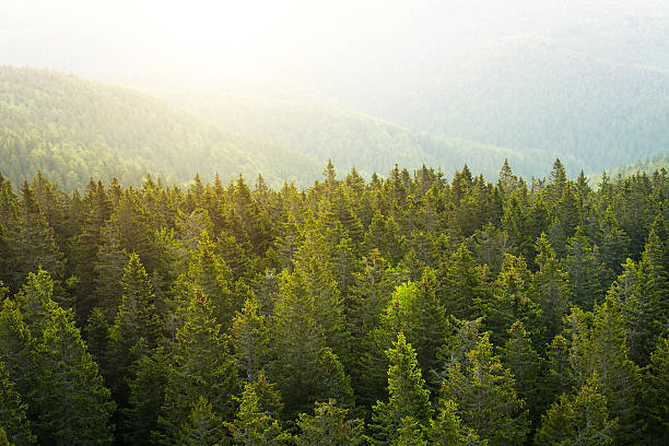 istock Aerial View On Pine Forest At Sunrise 493535494