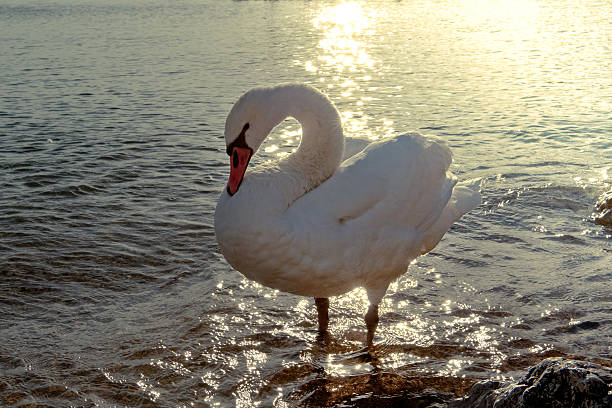 лебедь на закате - water surface standing water swan mute swan стоковые фото и изображения