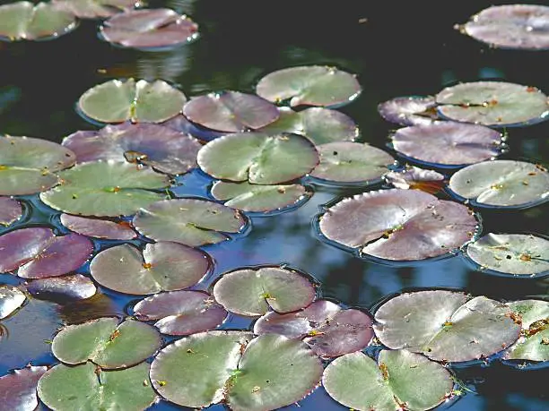 Green and purple lilypads floating in a dark, still pond on a sunny afternoon.