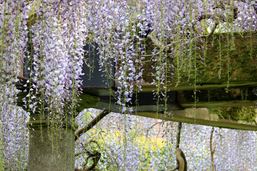 Photo showing the spectacular purple flowers covering an old Chinese wisteria (wisteria floribunda).  Some of these flowers were almost one metre in length and completely covered the substantial stone and wood pergola that the plant was growing up.
