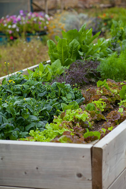 istock Vegetable garden in box - lettuce and spinach 493536130