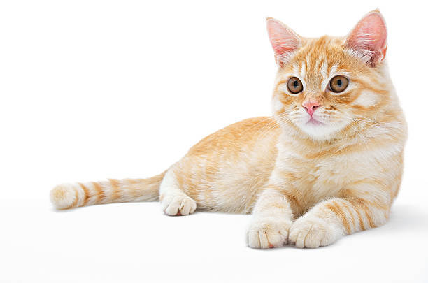 istock Young, carroty cat isolated on a white background 493536226