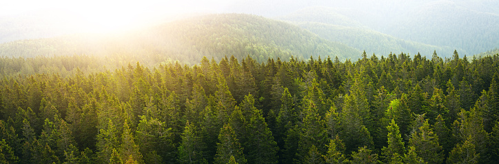 Panoramic aerial view on green pine forest illuminated by the morning sunlight.