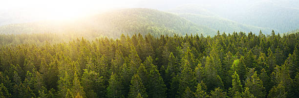 panoramiczny widok z lotu ptaka na przestronne pine forest na wschód słońca - treetop tree forest landscape zdjęcia i obrazy z banku zdjęć