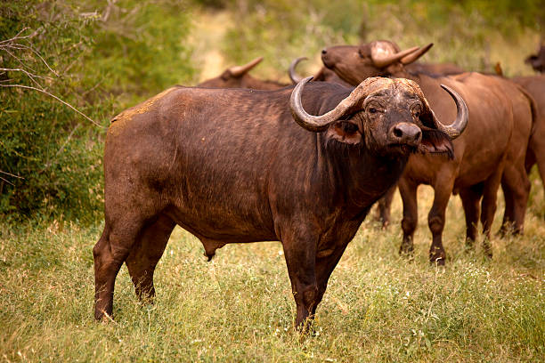 istock Bull cape bufalo in front of herd 493536763