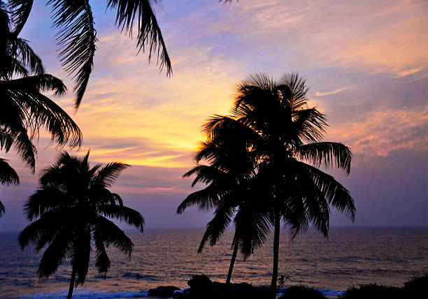 istock Palm trees at a beautiful sunset 493537020