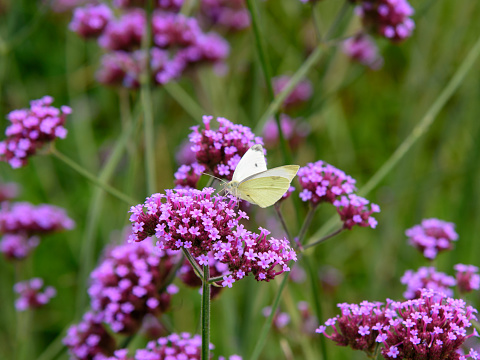 Pequeña repollo blanco mariposa photo