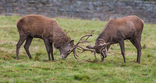 istock Red Deer Rutting / Locking Antlers 493537560