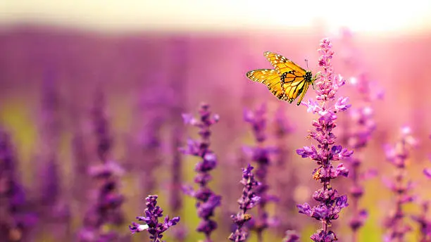 Photo of Butterfly with Salvia flowers