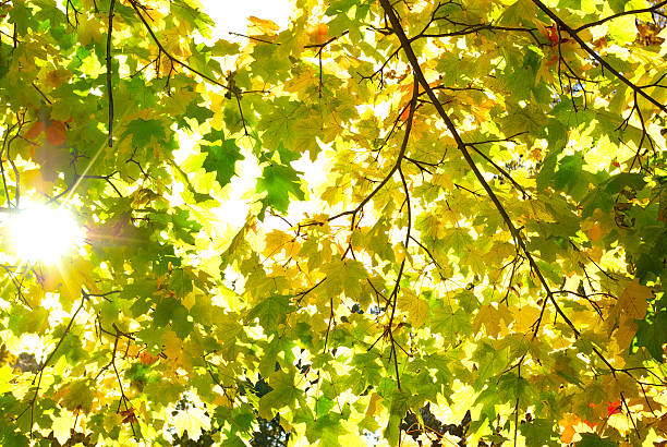 raios de sol entre os yellowing folhas de outono - dead - fotografias e filmes do acervo