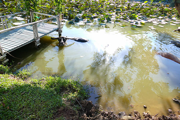 istock buffalo in the pond 493538200