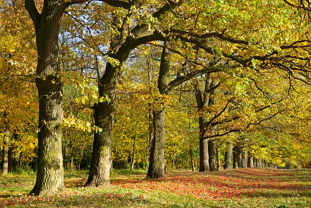 istock Yellow and red leaves on trees in autumn park 493538258