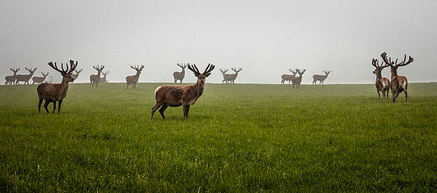 Deer in fog stock photo