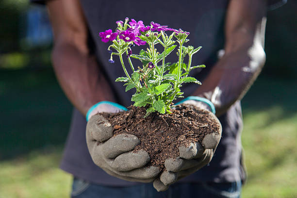 istock African man holding a plant infront of him 493538623