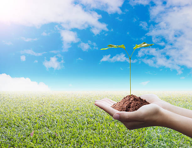 istock Protecting the forest,Plant a tree:Trees in hands 493538966