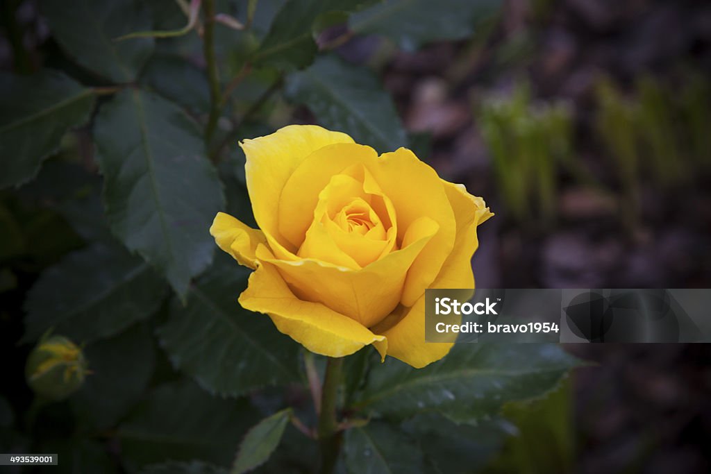 Rosa Amarela. - Foto de stock de Amarelo royalty-free