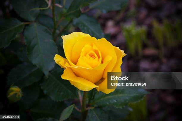 Foto de Rosa Amarela e mais fotos de stock de Amarelo - Amarelo, Beleza natural - Natureza, Botânica - Assunto