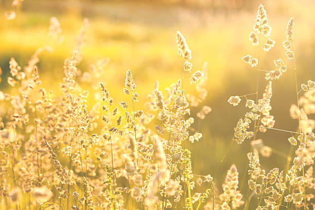 istock Silhouette of wildflowers in meadow 493539447