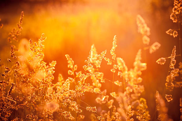 istock Silhouette of wildflowers in meadow 493539449
