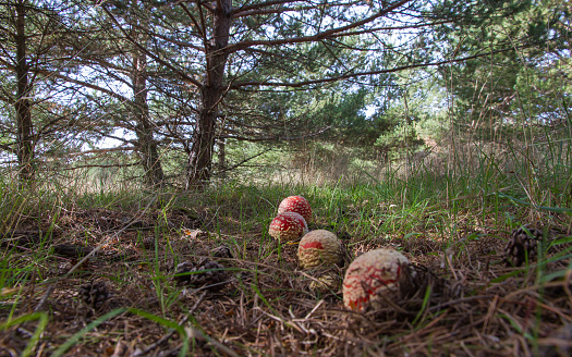 Fly agaric mushrooms row on the floor of a pine forest, accompanied by pinecones lying on the ground - Fila de Setas Amanita Muscaria, en el suelo de un bosque de pinos, acompañadas de piñas caidas en el suelo