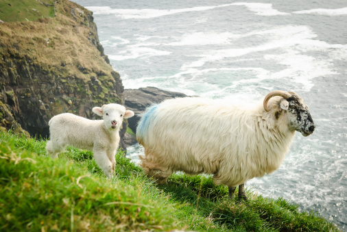 A mother and baby sheep grazing on a grassy cliff overlooking the ocean in Dingle, Ireland.