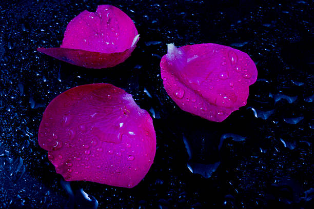 istock Beautiful red rose petals in water drops 493539899