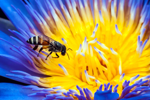 istock Bee on beautiful lotus flower. 493539953