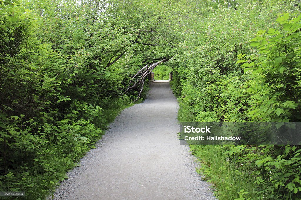 Nature bycicle Trail Narrow recreational trail leading trough lush forest Adventure Stock Photo