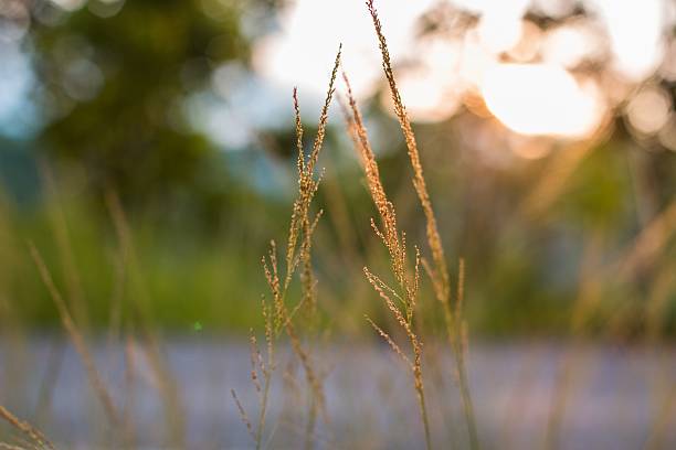 istock morning light over the wildflowers 493540399