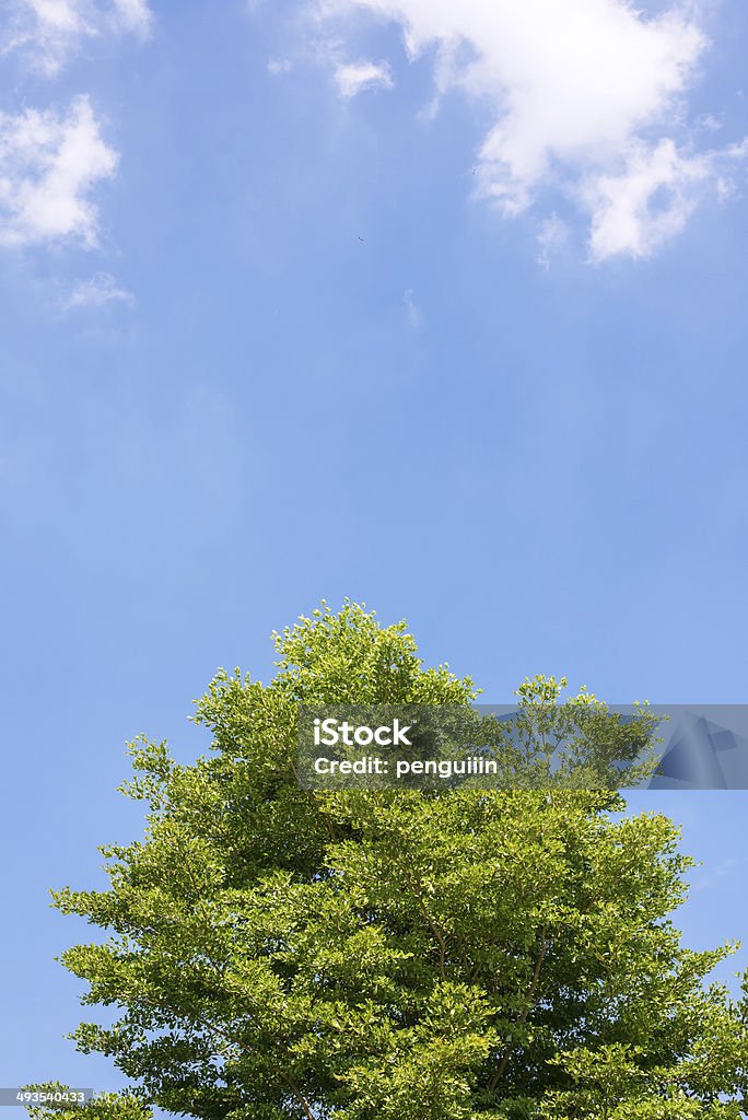 Fresh tree with blue sky Fresh green tree on a sunny day, with blue sky and white clouds on background Blue Stock Photo
