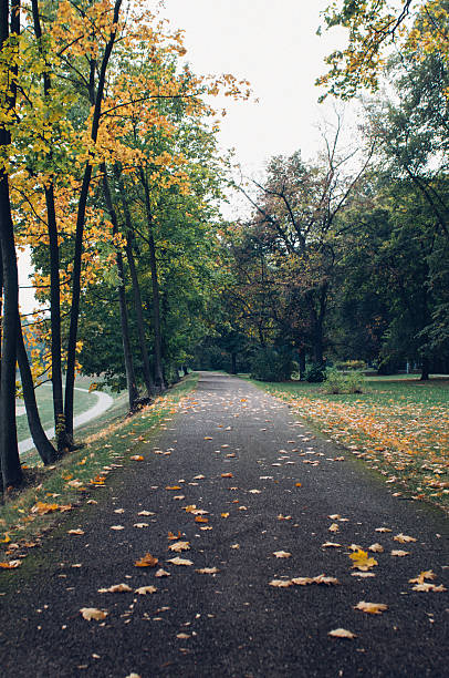 istock Golden colors in autumn park 493540684