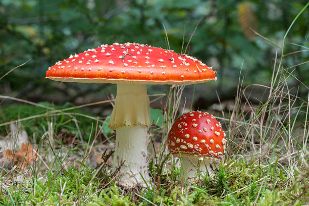 fly agaric fly agaric, focus on the small mushroom amanita muscaria stock pictures, royalty-free photos & images