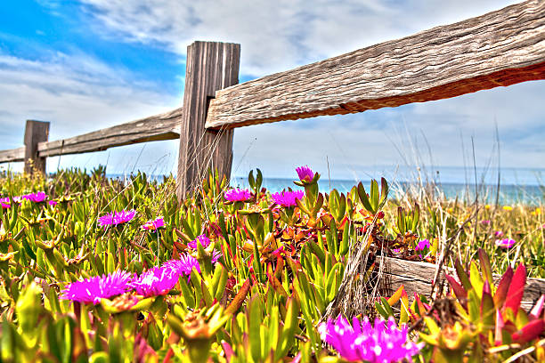 Fence and Flowers stock photo
