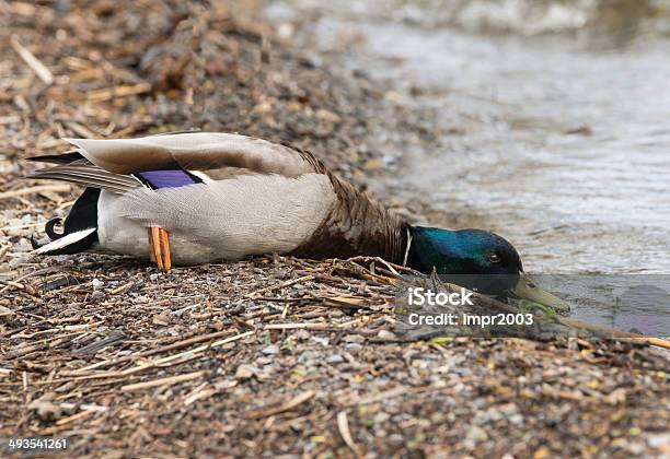 Germano Reale Maschio - Fotografie stock e altre immagini di Acqua - Acqua, Ala di animale, Ambientazione esterna