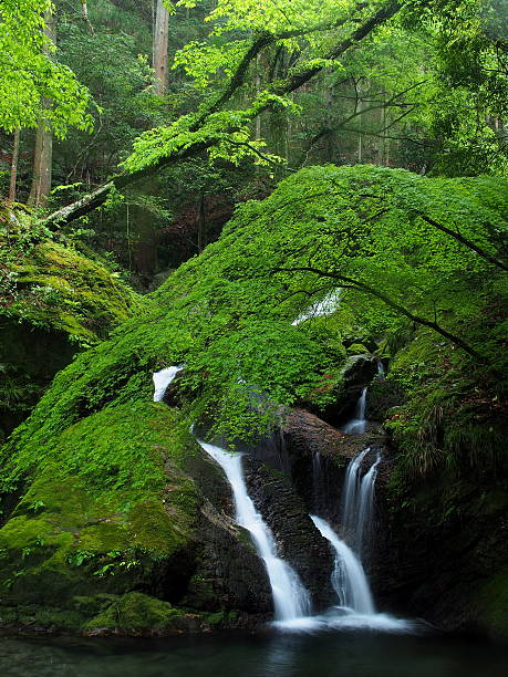 istock Waterfall in the fresh green 493541289