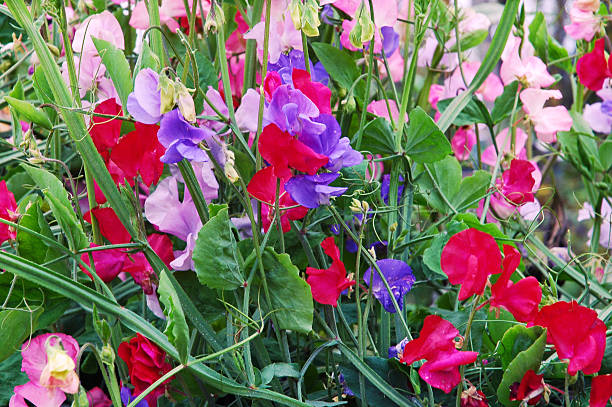 Close- up of multicolored blooming sweet peas. Sweet pea (Lathyrus Odoratus) is an annual climbing plant with a wonderful fragrance.