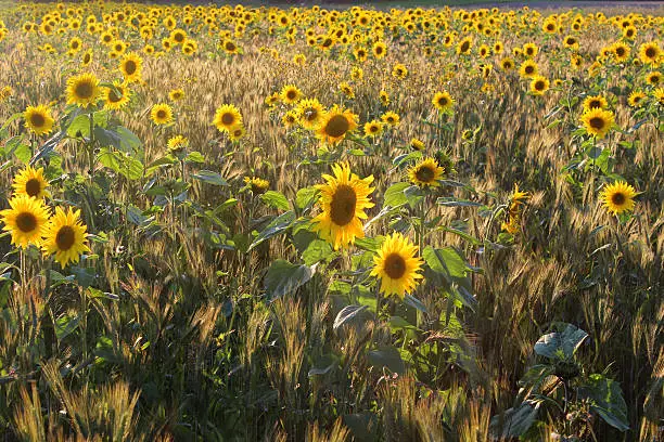 Photo showing a farm field of sunflowers in sunshine (Helianthus annuus flowers), photographed backlit by the strong afternoon sun.