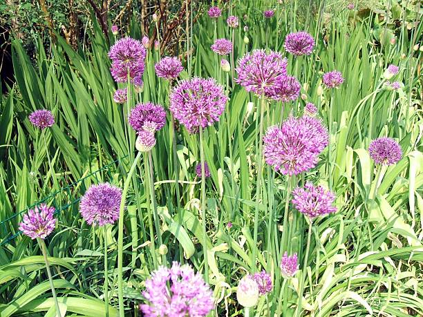 istock chives. Allium schoenoprasum. herb 493542294