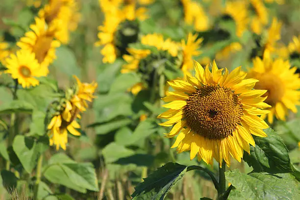 Photo showing a close up of sunflowers in a field, with these yellow flowers being pictured in the sunshine and suitable for a background image (Latin: Helianthus annuus).