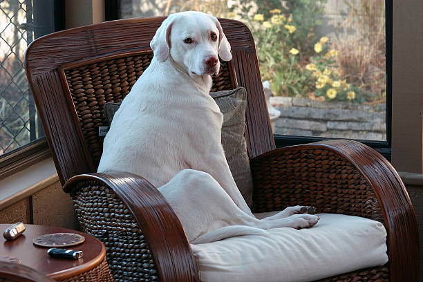 istock dog in a chair 493548282