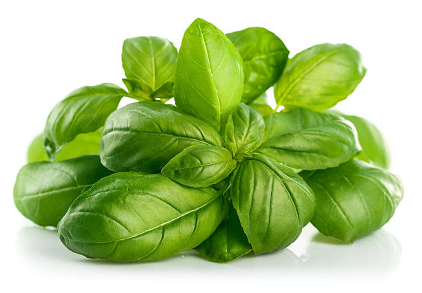 Fresh green leaf basil stock photo