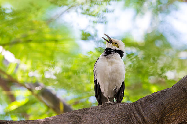 istock Black-collared Starling singing on tree with beautiful green background 493549556