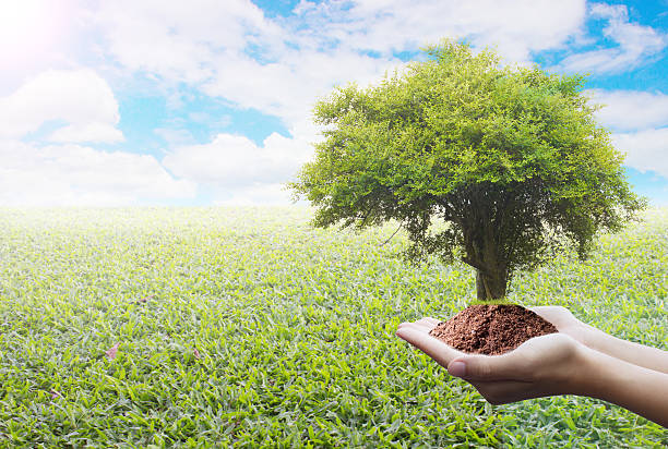 istock Protecting the forest,Plant a tree:Trees in hands 493550408