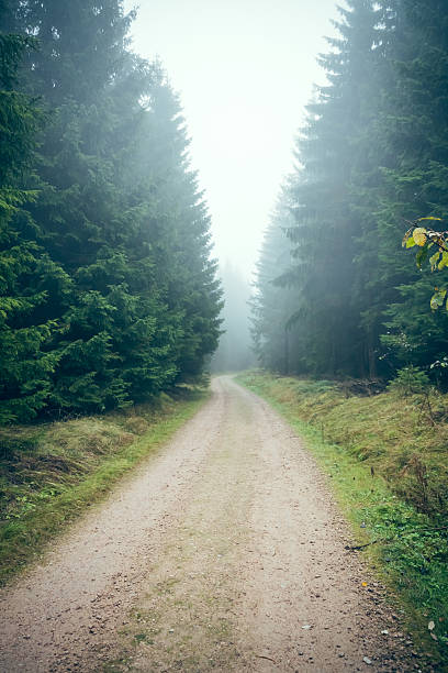 istock Morning mood in the forest IV 493550500
