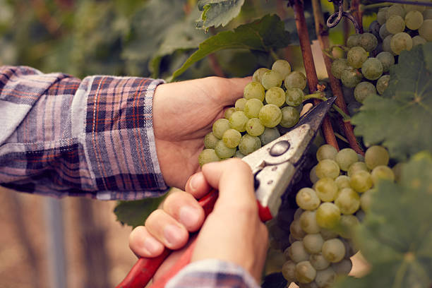 istock Male hands with garden secateurs at harvest 493551108