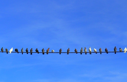 Pigeons in a long line against the blue sky