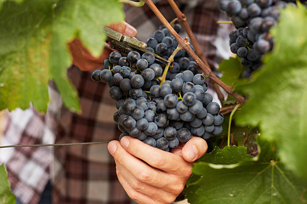 istock The farmer at harvest grapes 493551472