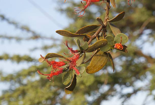 loranthus acaciae цветы - single flower desert spring red стоковые фото и изображения